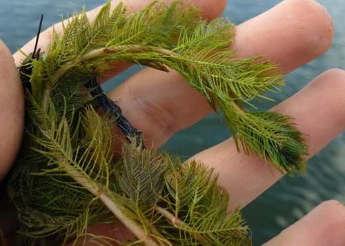 Common Invasive Pond Weeds in the Midwest and Tips for Controlling Them